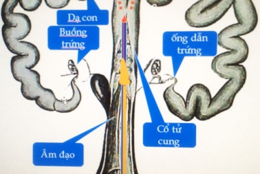 Phối Giống Heo Sinh Sản